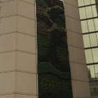 This is cool. A green wall of plants on a hotel near the aquarium. Photo by Amy Copeland.